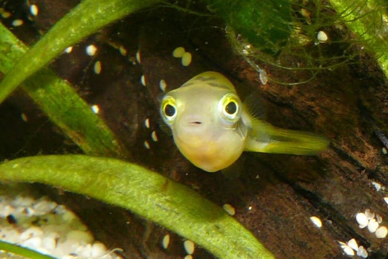 Pea Puffer (Carinotetraodon travancoricus) — photo 2 of 5