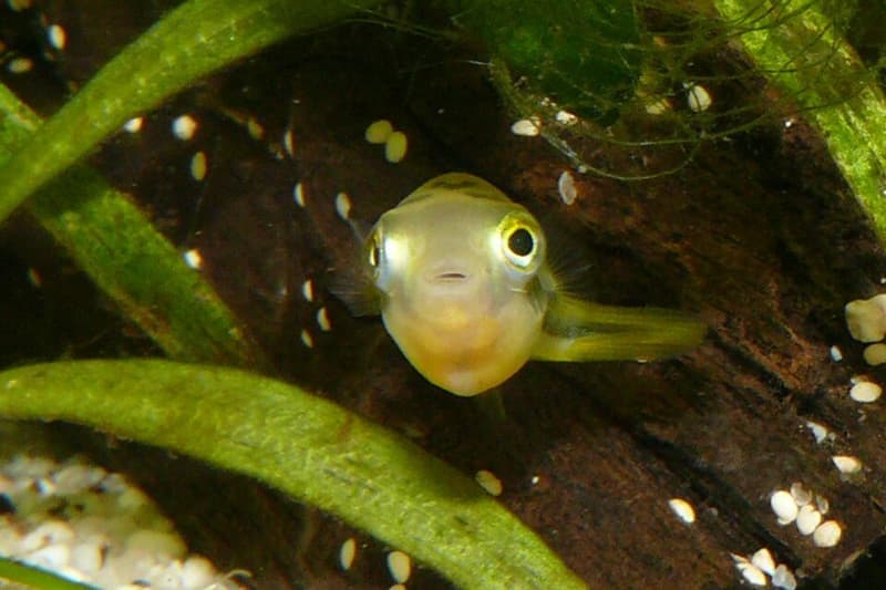 Pea Puffer (Carinotetraodon travancoricus) — photo 3 of 5