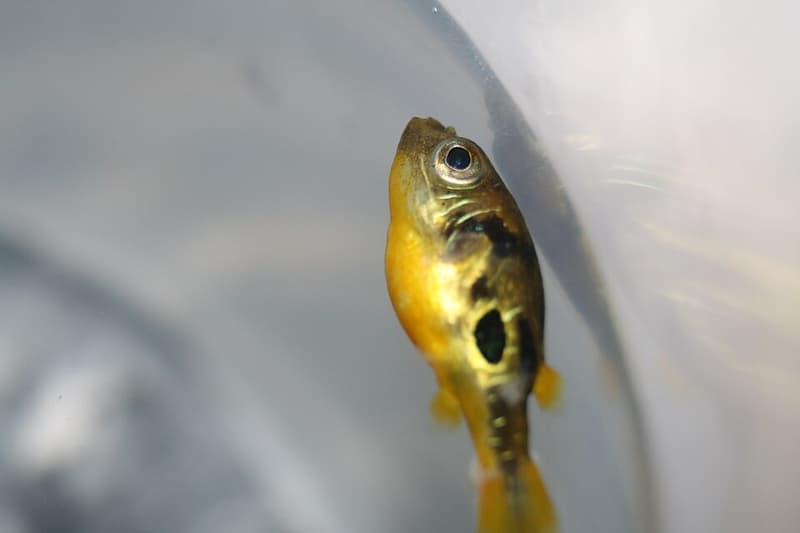 Pea Puffer (Carinotetraodon travancoricus) — photo 4 of 5