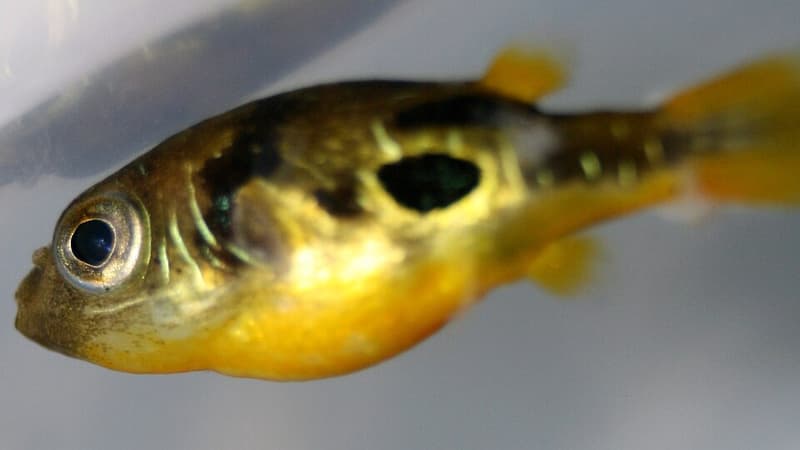 Pea Puffer (Carinotetraodon travancoricus) — photo 5 of 5