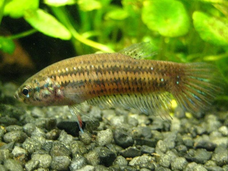 Peaceful Betta (Betta imbellis) — photo 1 of 4