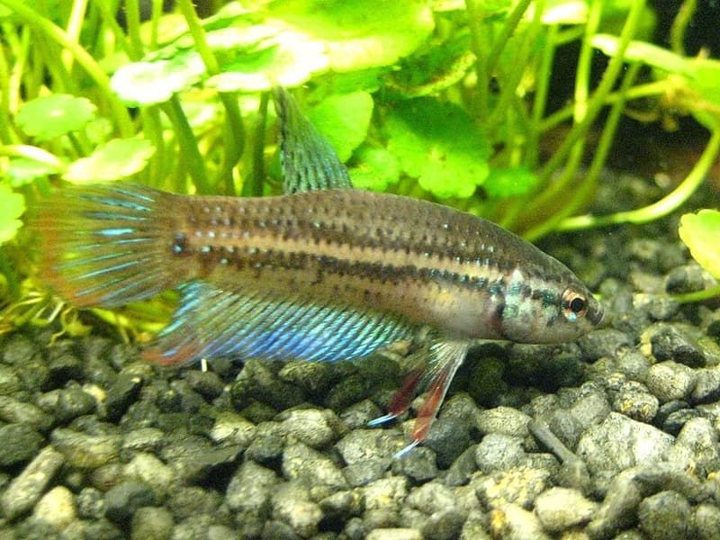 Peaceful Betta (Betta imbellis) — photo 2 of 4