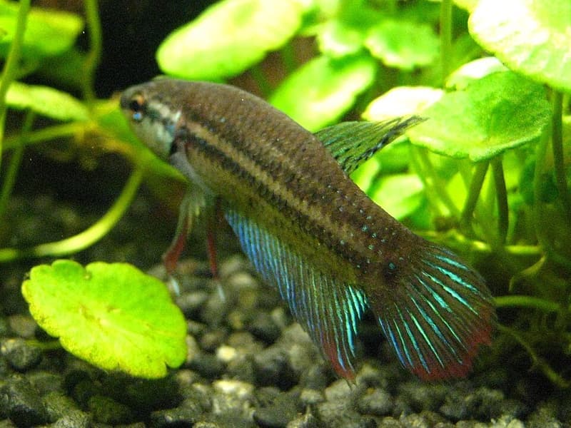 Peaceful Betta (Betta imbellis) — photo 3 of 4