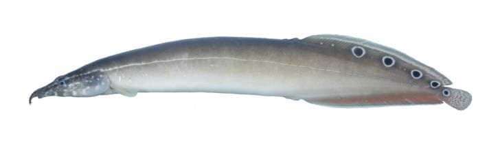 Peacock Eel (Macrognathus siamensis) — photo 1 of 4