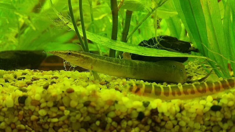 Peacock Eel (Macrognathus siamensis) — photo 2 of 4
