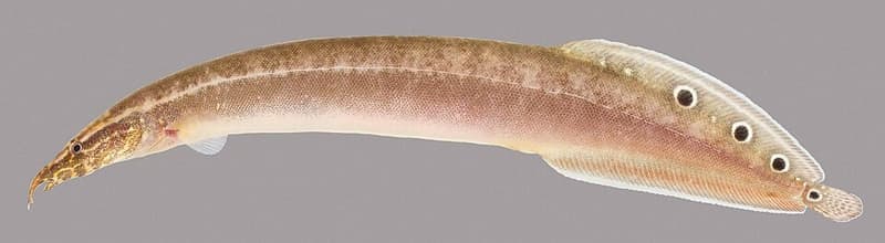 Peacock Eel (Macrognathus siamensis) — photo 3 of 4