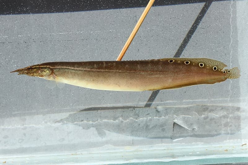Peacock Eel (Macrognathus siamensis) — photo 4 of 4