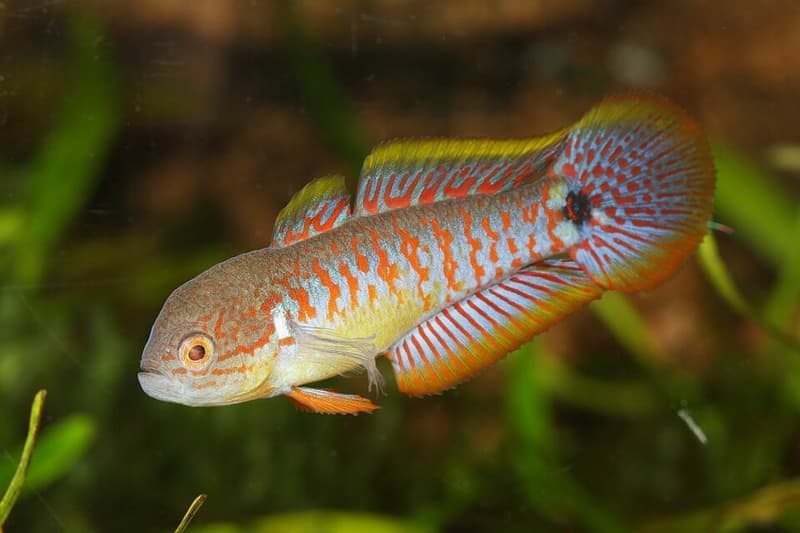 Peacock Gudgeon (Tateurndina ocellicauda) — photo 1 of 5