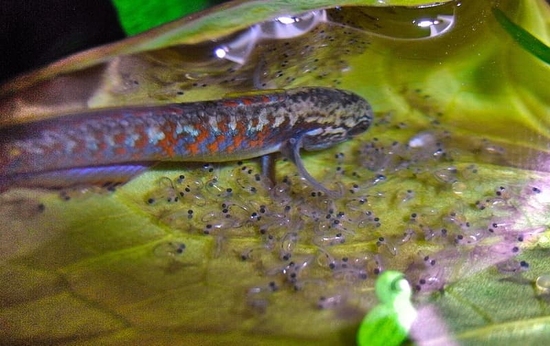 Peacock Gudgeon (Tateurndina ocellicauda) — photo 2 of 5