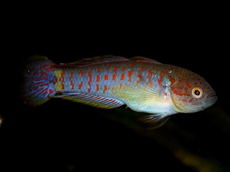 Peacock Gudgeon (Tateurndina ocellicauda) — photo 3 of 5