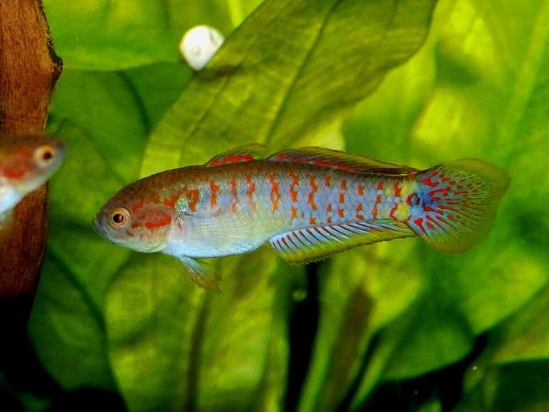Peacock Gudgeon (Tateurndina ocellicauda) — photo 4 of 5