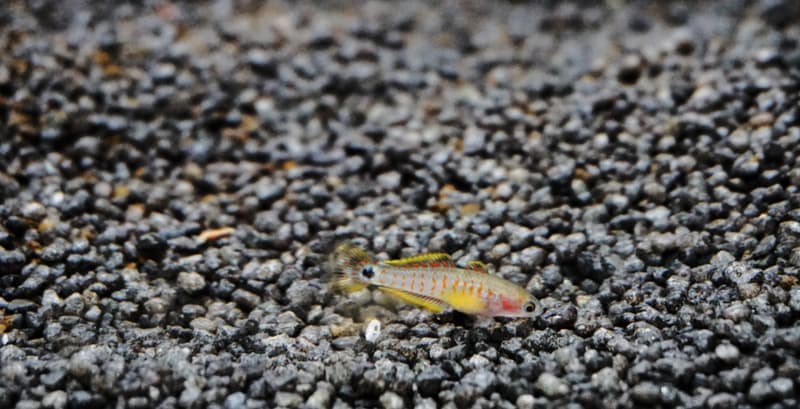 Peacock Gudgeon (Tateurndina ocellicauda) — photo 5 of 5
