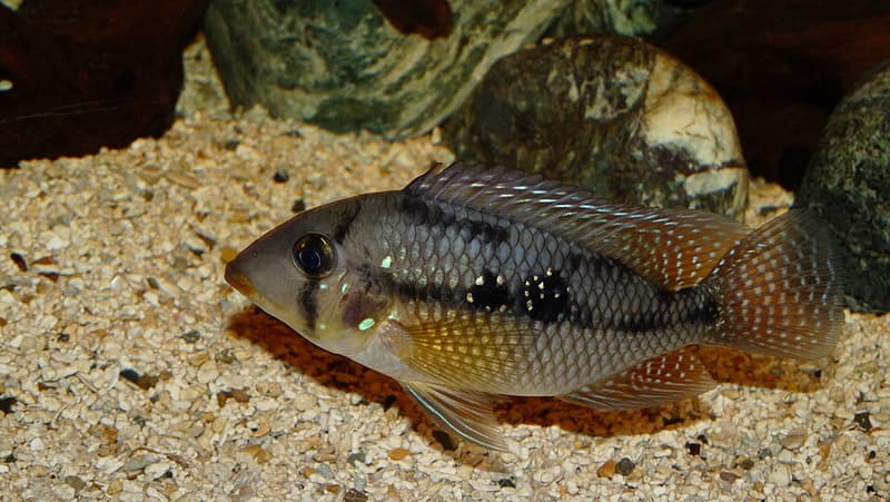 Pearl Cichlid (Geophagus brasiliensis) — photo 1 of 5