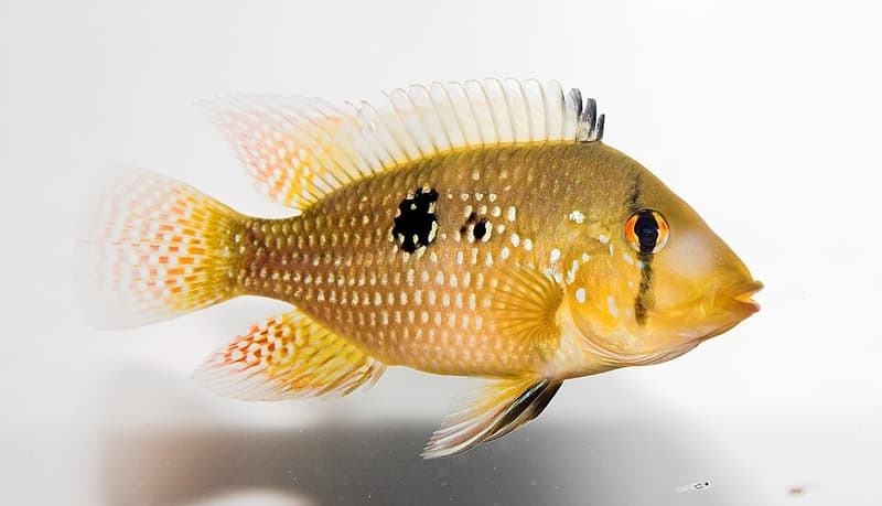Pearl Cichlid (Geophagus brasiliensis) — photo 3 of 5