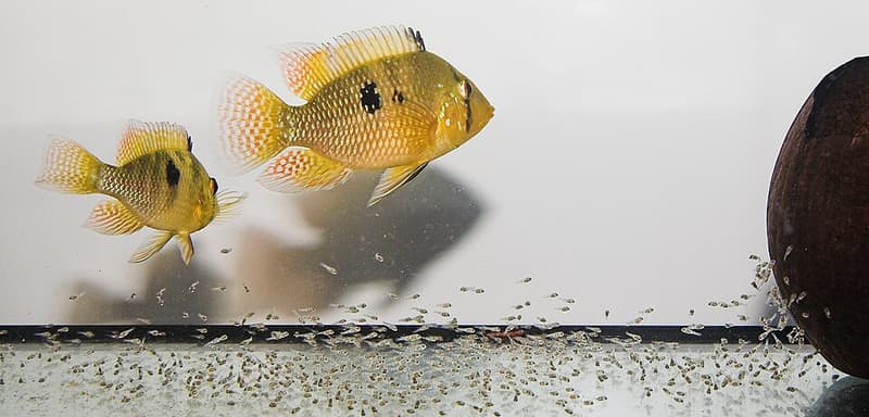 Pearl Cichlid (Geophagus brasiliensis) — photo 4 of 5