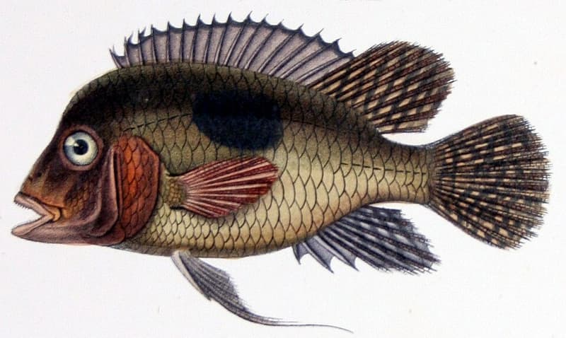 Pearl Cichlid (Geophagus brasiliensis) — photo 5 of 5