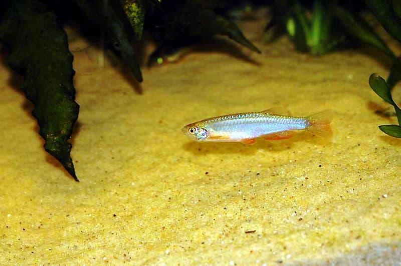 Pearl Danio (Danio albolineatus) — photo 1 of 1