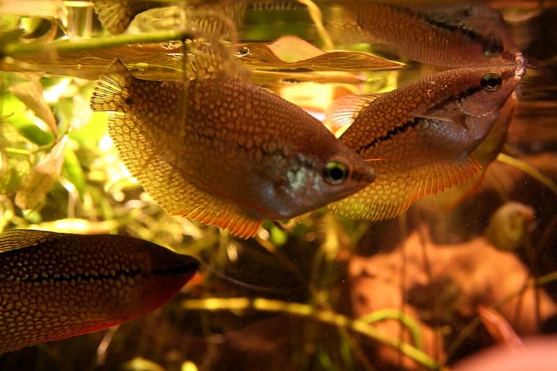Pearl Gourami (Trichopodus leerii) — photo 1 of 5