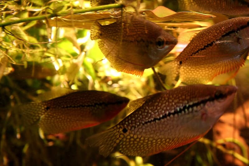 Pearl Gourami (Trichopodus leerii) — photo 2 of 5
