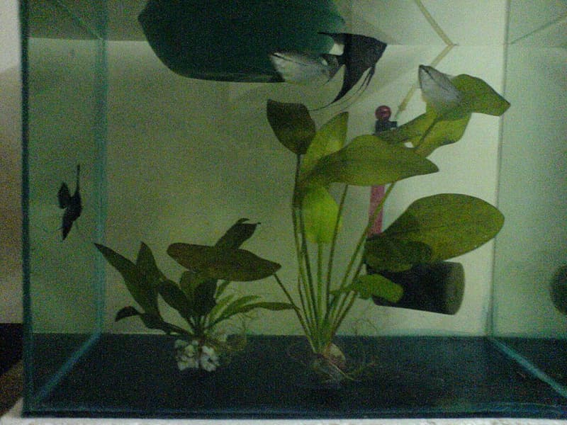 Pearl Gourami (Trichopodus leerii) — photo 3 of 5