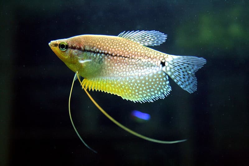 Pearl Gourami (Trichopodus leerii) — photo 4 of 5