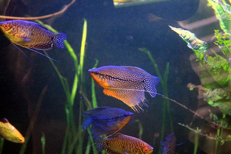 Pearl Gourami (Trichopodus leerii) — photo 5 of 5