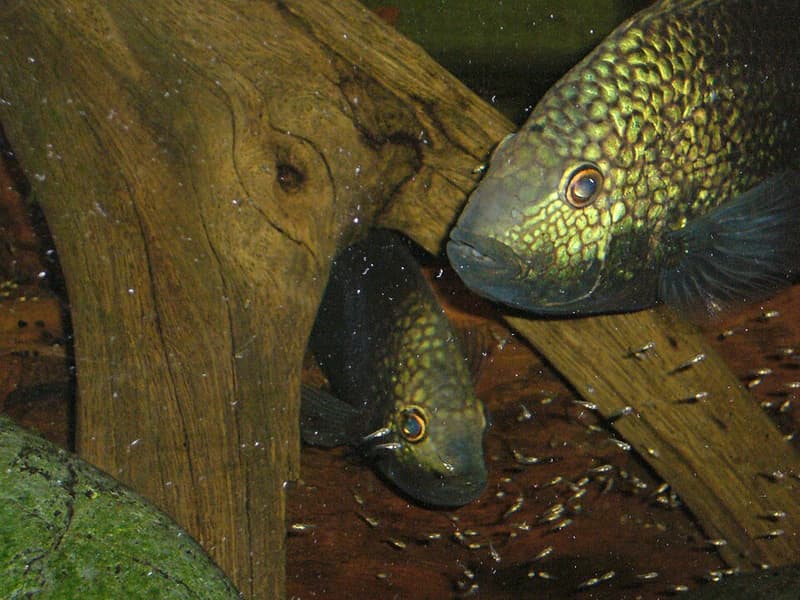 Pearlscale Cichlid (Herichthys carpintis) — photo 1 of 5