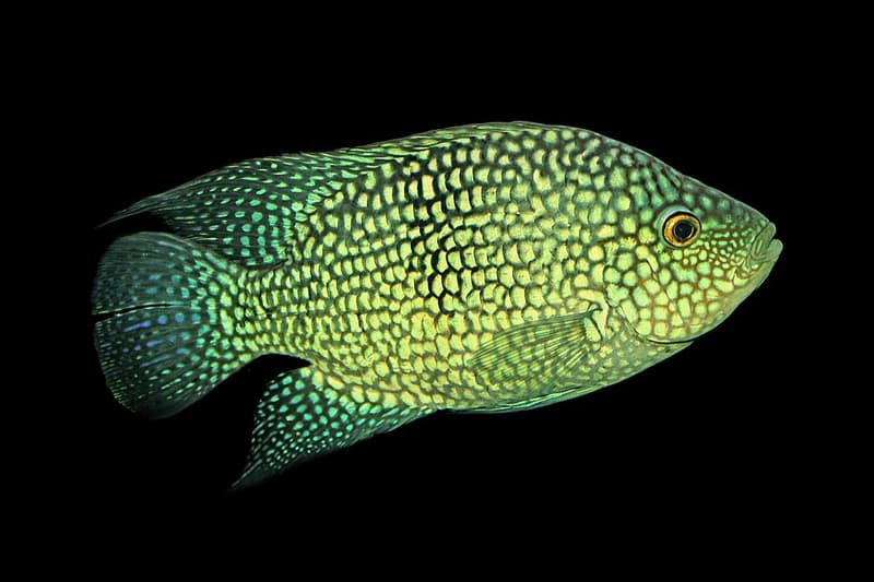 Pearlscale Cichlid (Herichthys carpintis) — photo 2 of 5
