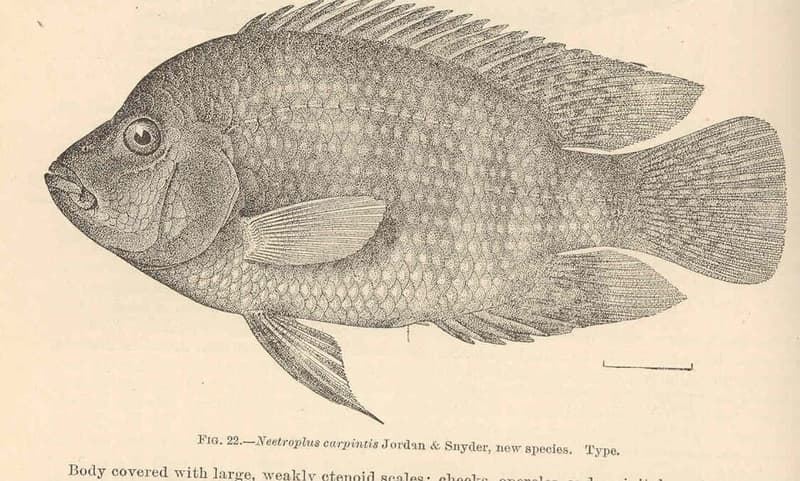 Pearlscale Cichlid (Herichthys carpintis) — photo 3 of 5