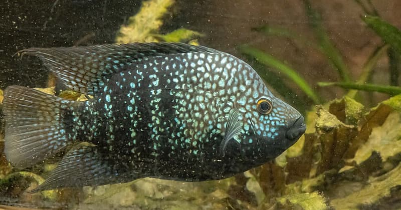 Pearlscale Cichlid (Herichthys carpintis) — photo 4 of 5