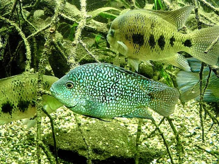Pearlscale Cichlid (Herichthys carpintis) — photo 5 of 5