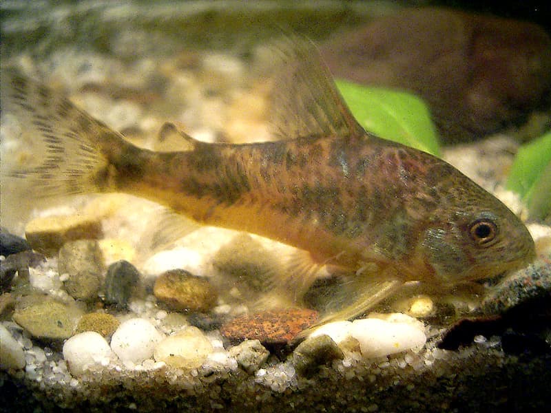 Peppered Corydoras (Corydoras paleatus) — photo 1 of 5