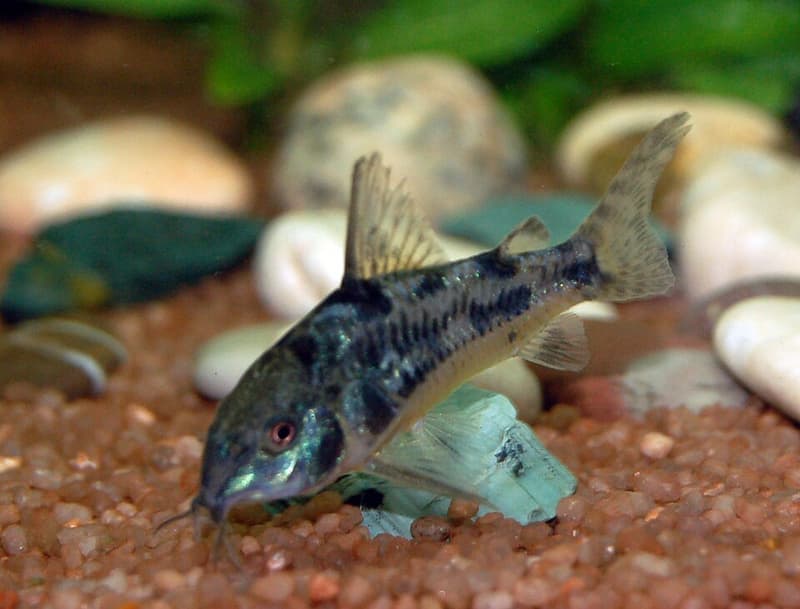 Peppered Corydoras (Corydoras paleatus) — photo 2 of 5