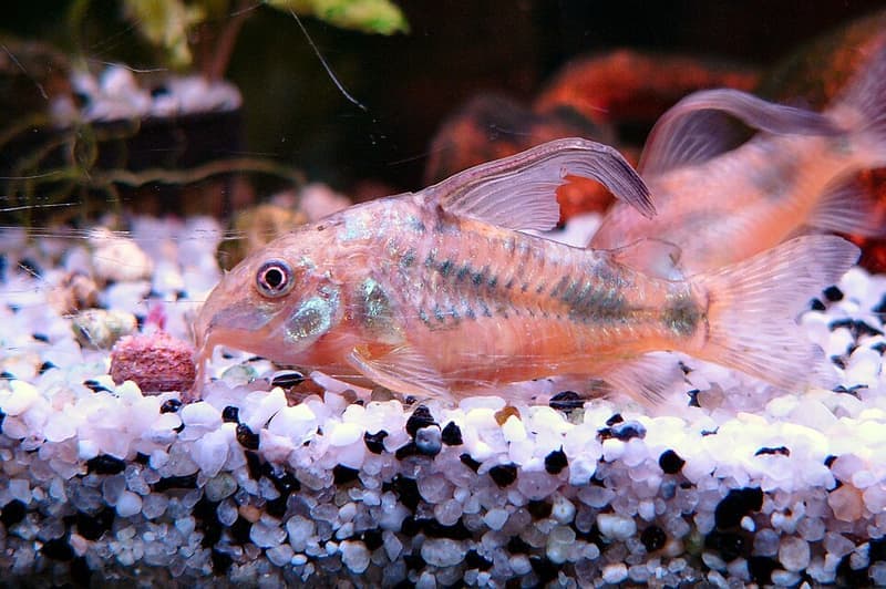 Peppered Corydoras (Corydoras paleatus) — photo 3 of 5