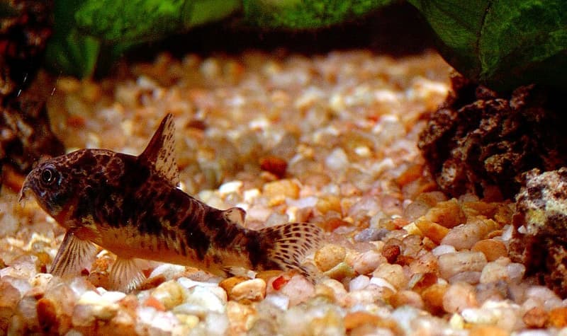 Peppered Corydoras (Corydoras paleatus) — photo 4 of 5