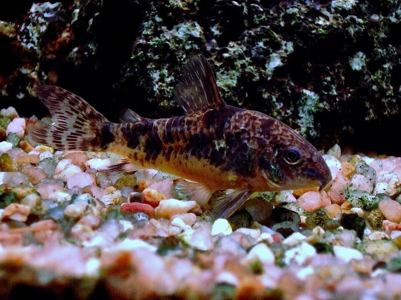 Peppered Corydoras (Corydoras paleatus) — photo 5 of 5
