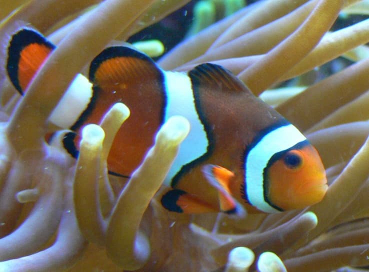 Percula Clownfish (Amphiprion percula) — photo 1 of 5
