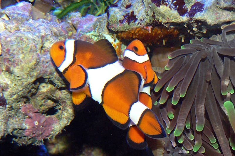 Percula Clownfish (Amphiprion percula) — photo 2 of 5