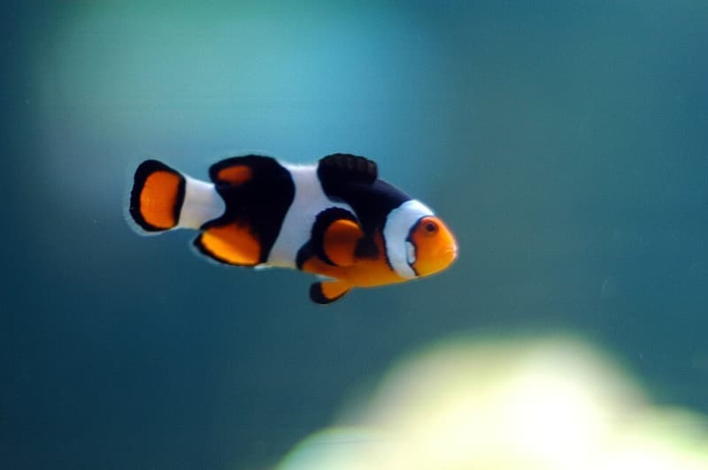 Percula Clownfish (Amphiprion percula) — photo 3 of 5