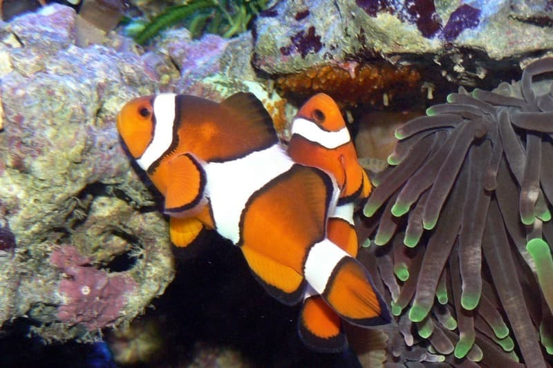 Percula Clownfish (Amphiprion percula) — photo 4 of 5