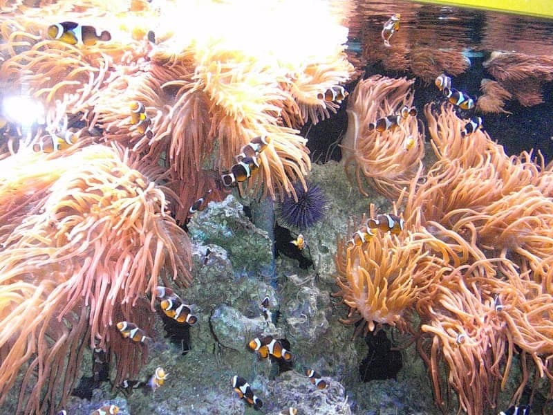 Percula Clownfish (Amphiprion percula) — photo 5 of 5