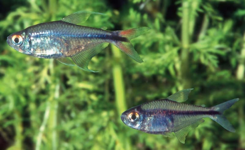 Phoenix Tetra (Hemigrammus filamentosus) — photo 1 of 4