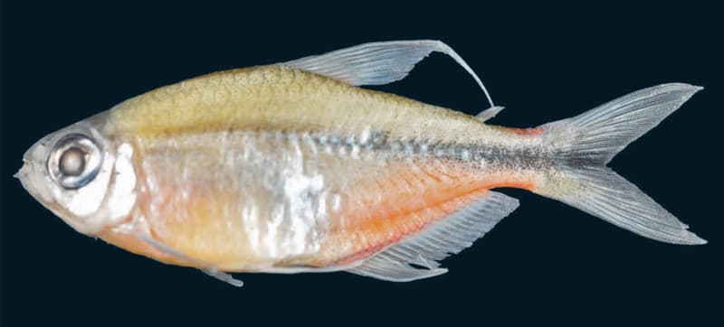Phoenix Tetra (Hemigrammus filamentosus) — photo 2 of 4