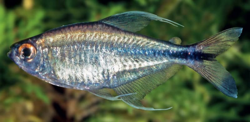 Phoenix Tetra (Hemigrammus filamentosus) — photo 3 of 4