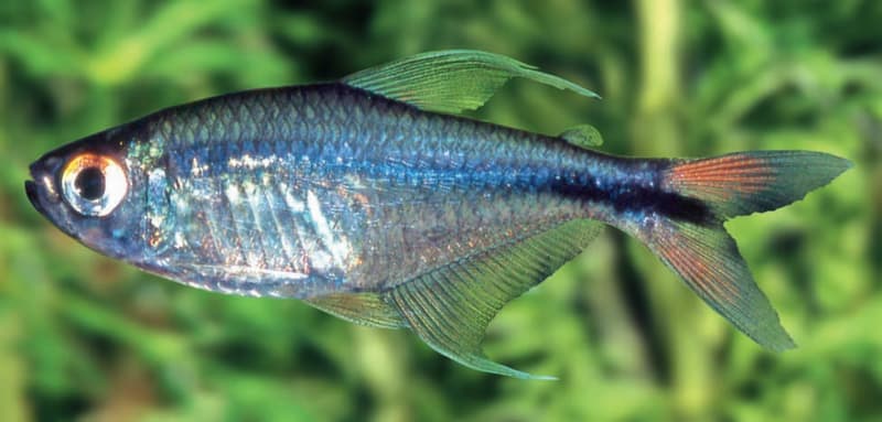 Phoenix Tetra (Hemigrammus filamentosus) — photo 4 of 4