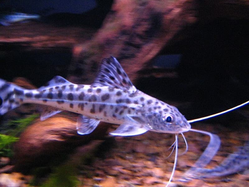 Pictus Catfish (Pimelodus pictus) — photo 1 of 5