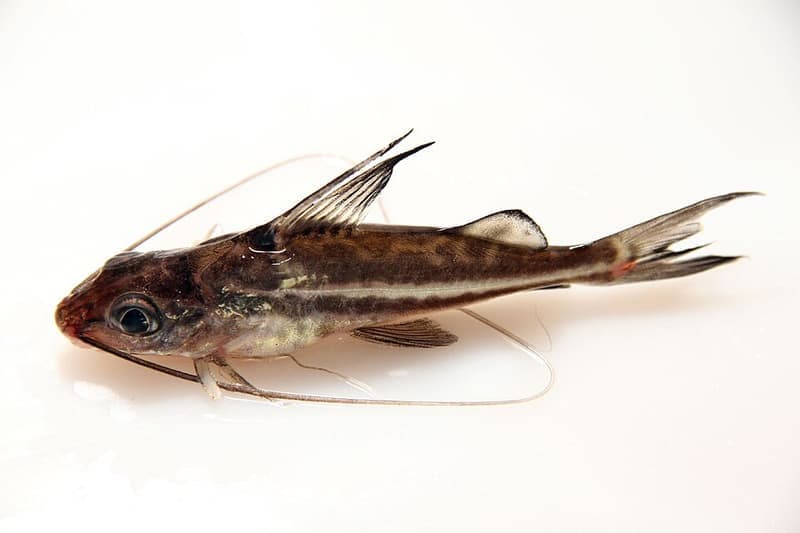 Pictus Catfish (Pimelodus pictus) — photo 2 of 5