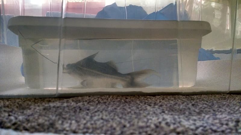 Pictus Catfish (Pimelodus pictus) — photo 3 of 5
