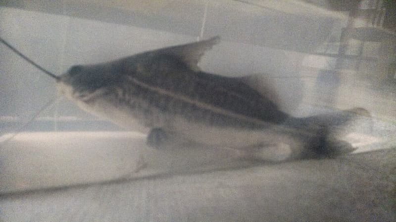 Pictus Catfish (Pimelodus pictus) — photo 4 of 5