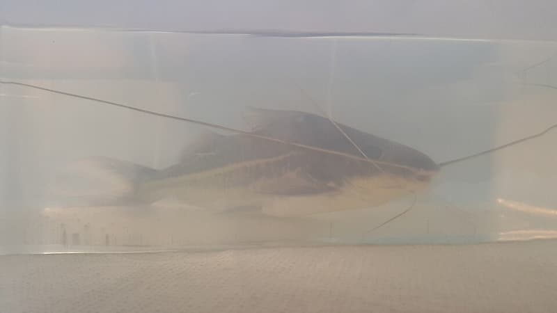 Pictus Catfish (Pimelodus pictus) — photo 5 of 5